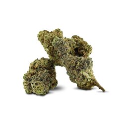 WHOLESALE FLOWER APPLE FRITTER 10-OH+