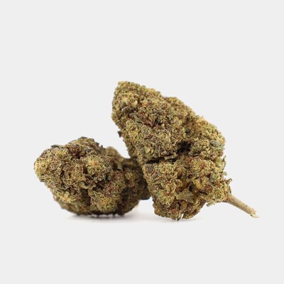 WHOLESALE FLOWER MIMOSA 10-OH+